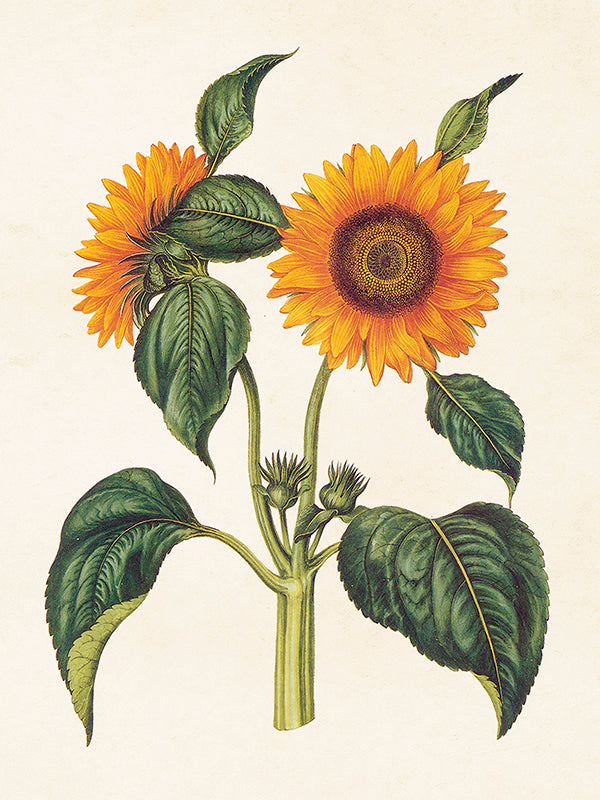 Kasvitaulu Auringonkukka 18 x 24 cm