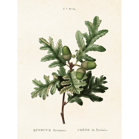 Kasvitaulu Tammi 18 x 24 cm