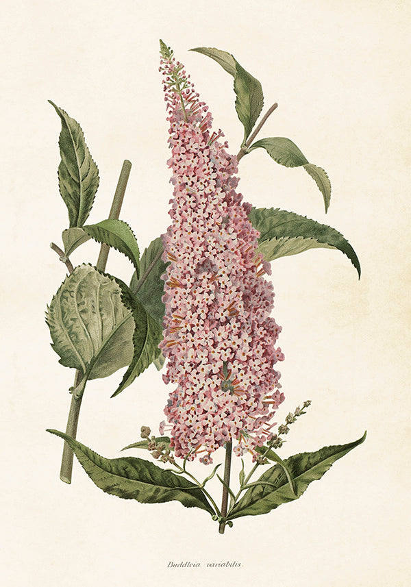 Kasvitaulu juliste Syrikkä 35 x 50 cm