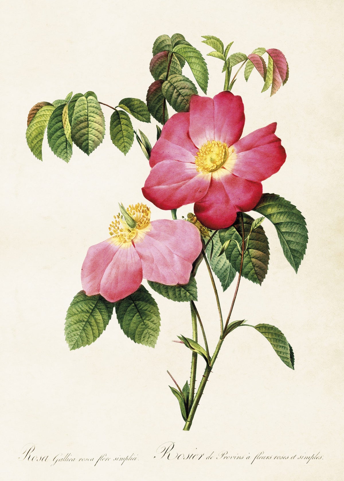 Kasvitaulu juliste Ruusu (Rosa Gallica rosea) 50 x 70 cm