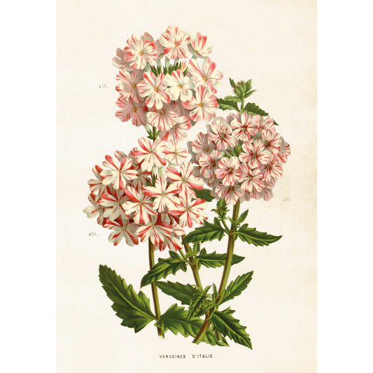 Kasvitaulu juliste Verbena 35 x 50 cm