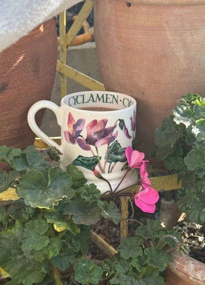 Muki Syklaami - Cyclamen