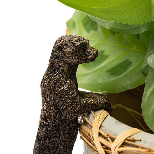 Ruukkukaveri Mangusti