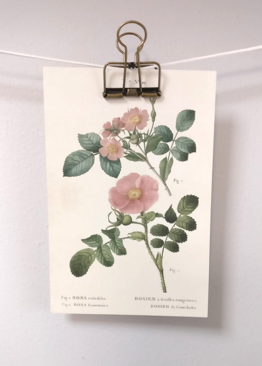 Klipsu kasvitaulun / kortin ripustamiseen, patinoitu messinki