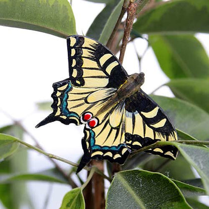 Puinen magneetti Ritariperhonen - Swallowtail Butterfly