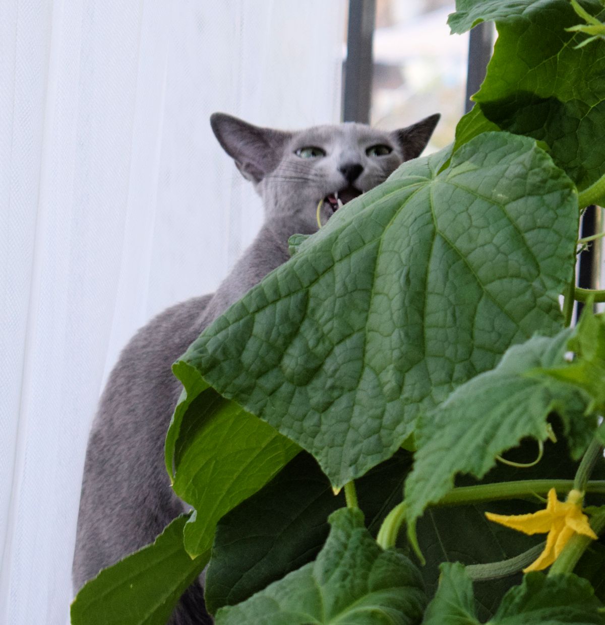 Iris-kissan syntymäpäivä ja arvonta (päättynyt) - Puutarhurin Maja - Blogi
