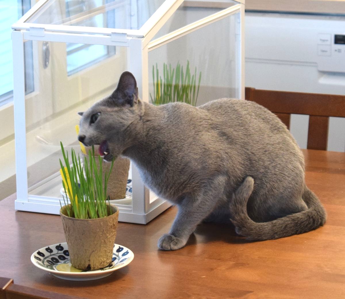 Kissa syö ruohoa.