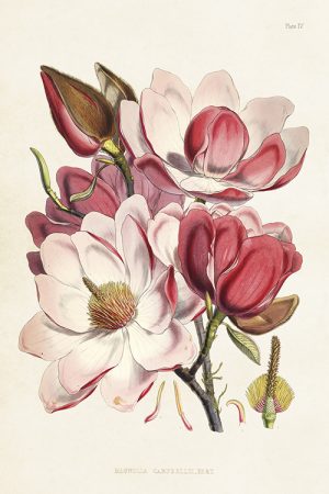 Sköna Ting postikortti magnolia vaaleanpunainen