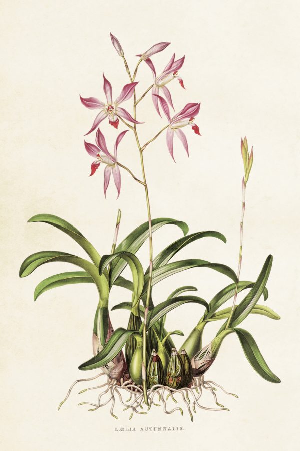 Sköna Ting postikortti orkidea