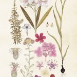 Kasvitaulu juliste Hortensian kukat 35 x 50 cm, Sköna Ting on lisätty toivelistallesi