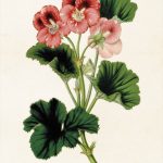 Kasvitaulu Pelargoni (roseum striatum) 18 x 24 cm, Sköna Ting on lisätty toivelistallesi