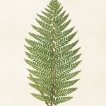 Kasvitaulu Saniainen (aspidium proliferum) 18 x 24 cm, Sköna Ting on lisätty toivelistallesi