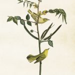 Kasvitaulu juliste keltaiset linnut 35 x 50 cm, Sköna Ting on lisätty toivelistallesi