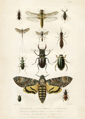 Opetustaulu juliste hyönteiset