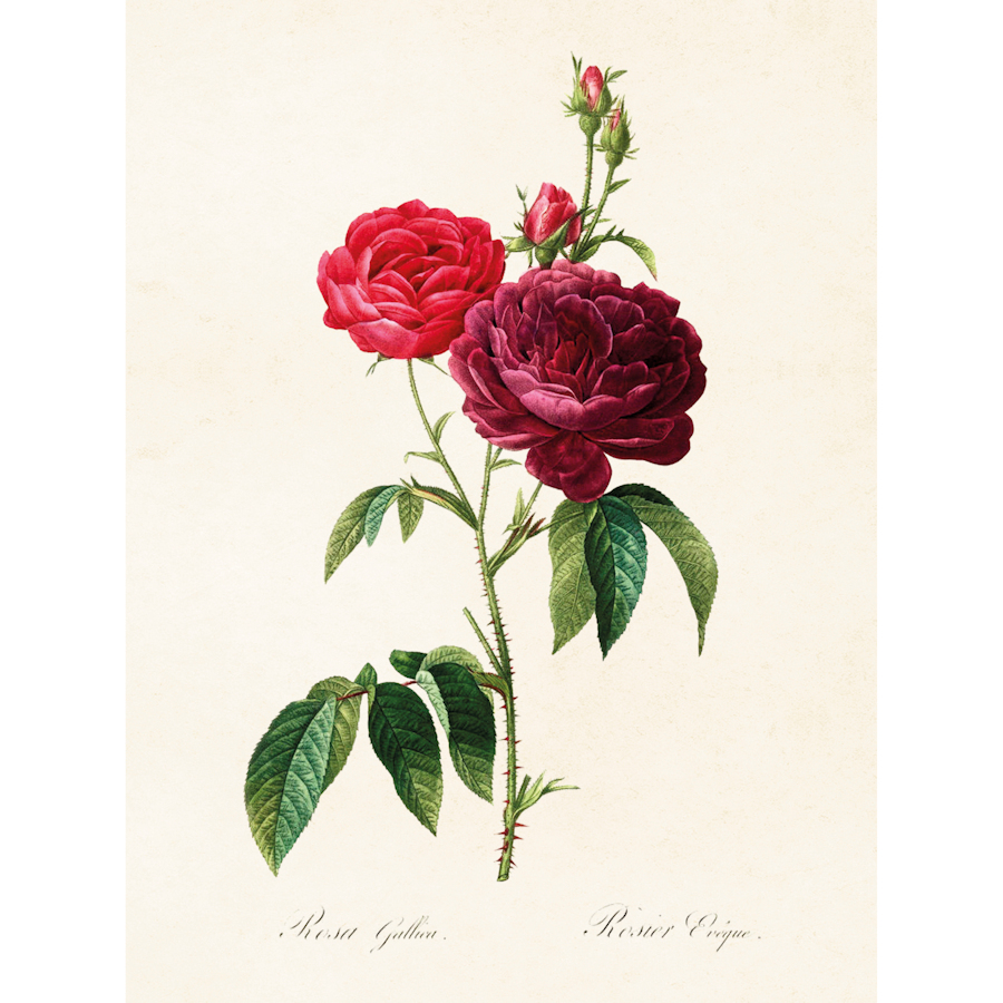 Kasvitaulu Ruusu (rosa gallica) 18 x 24 cm, Sköna Ting - Puutarhurin Maja  verkkokauppa