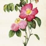 Kasvitaulu juliste Ruusu (Rosa Gallica rosea) 50 x 70 cm, Sköna Ting on lisätty toivelistallesi