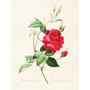 Ruusu juliste Rosa indica. Punainen kerrottu Ruusu taulu.