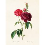 Kasvitaulu Ruusu (rosa gallica) 18 x 24 cm, Sköna Ting on lisätty toivelistallesi