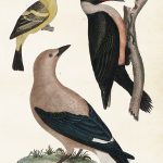 Opetustaulu juliste Linnut Tikka 35 x 50 cm, Sköna Ting on lisätty toivelistallesi