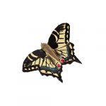 Puinen magneetti Ritariperhonen - Swallowtail Butterfly, Wildlife Garden on lisätty toivelistallesi