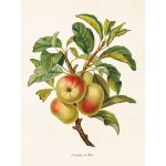 Kasvitaulu Omenat 18 x 24 cm, Sköna Ting on lisätty toivelistallesi