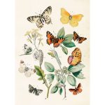 Opetustaulu juliste Värikkäät perhoset 50 x 70 cm, Sköna Ting on lisätty toivelistallesi
