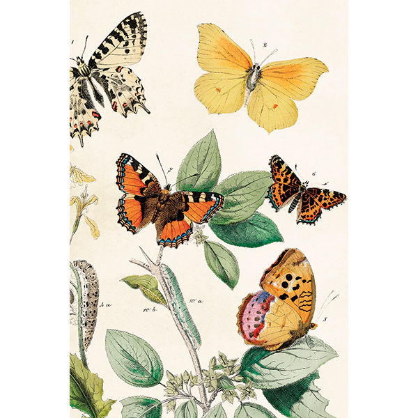 värikkäitä piirrettyjä perhosia