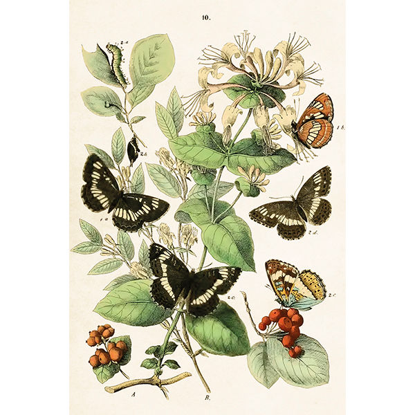tummia piirrettyjä perhosia postikortissa