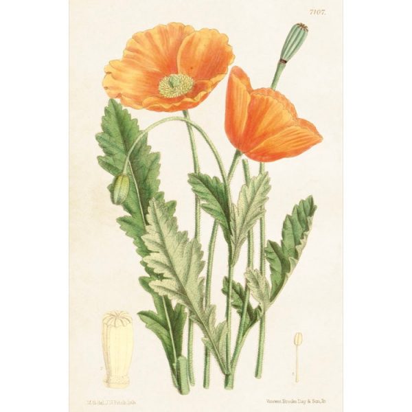 vintagetyylinen postikortti jonka kuviona oranssi unikko kukka