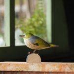 DecoBird koristelintu Hopearilli - Silvereye, Wildlife Garden on lisätty toivelistallesi