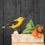 DecoBird koristelintu Kuhankeittäjä - Golden Oriole, Wildlife Garden on lisätty toivelistallesi