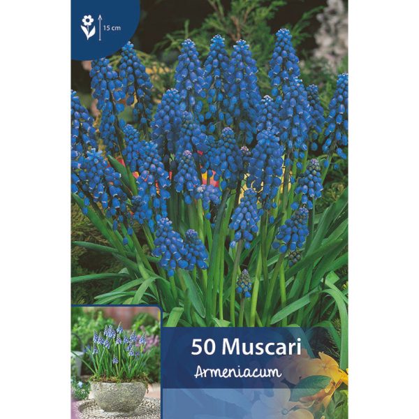 muscari armeniacum varsia, joissa on useita pieniä sinisiä kellomaisia kukkia, jotka roikkuvat maata kohti