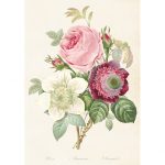 Kasvitaulu juliste Ruusu, kruunuvuokko ja kärhö 35 x 50 cm, Sköna Ting on lisätty toivelistallesi
