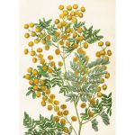 Kasvitaulu juliste Mimosa 50 x 70 cm, Sköna Ting on lisätty toivelistallesi