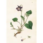 Kasvitaulu juliste Orvokki violetti 35 x 50 cm, Sköna Ting on lisätty toivelistallesi