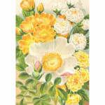 Kasvitaulu juliste Keltaiset ruusut 35 x 50 cm, Sköna Ting on lisätty toivelistallesi