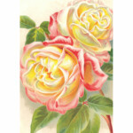 Kasvitaulu juliste Vaaleanpunaiset ruusut 35 x 50 cm, Sköna Ting on lisätty toivelistallesi
