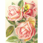 Kasvitaulu Vaaleanpunaiset ruusut 18 x 24 cm, Sköna Ting on lisätty toivelistallesi